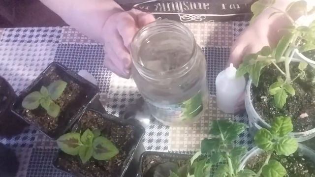 Хилая рассада? Простую и быструю подкормку готовлю в домашних условиях: подкормка перекисью водород смотреть онлайн