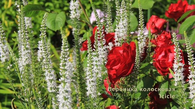 Растения для сада. ИЮЛЬ смотреть онлайн