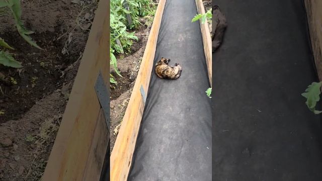 ?Как увеличить завязывание томатов!? смотреть онлайн