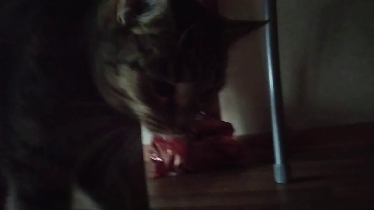 Catssd смотреть онлайн