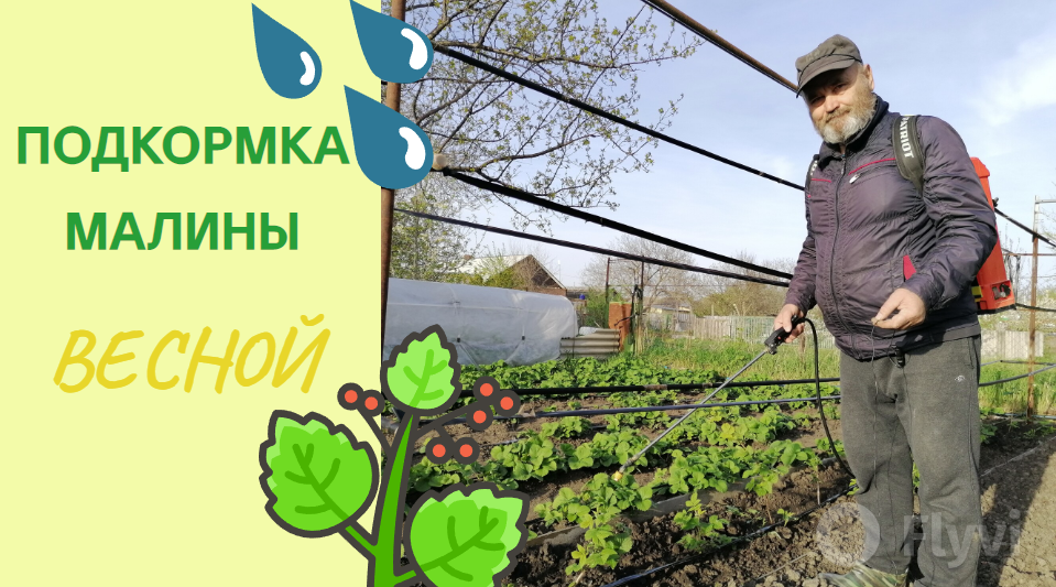 Подкормка малины весной
