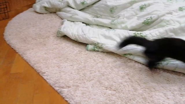 "Живое одеяло" Домашний Соболь Дика смотреть онлайн