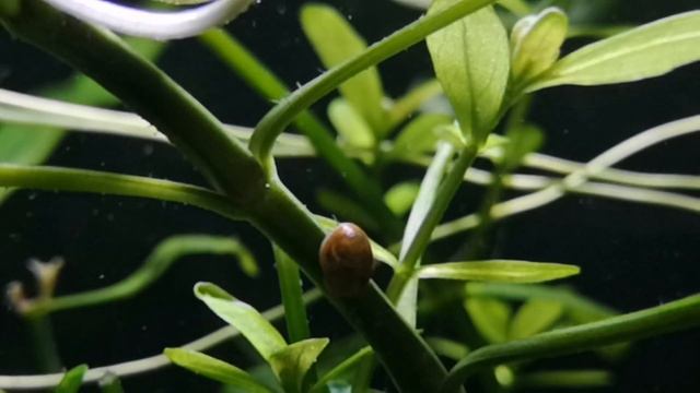 КАРОЛИНСКАЯ АЗОЛЛА.СОДЕРЖАНИЕ В АКВАРИУМЕ смотреть онлайн