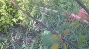 Погибает абрикос