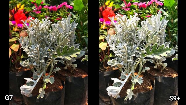 LG G7 ThinQ Vs Galaxy S9+ Camera Test смотреть онлайн