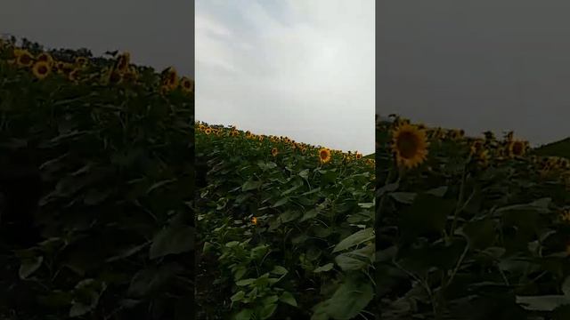 Соняшник "Римісол " під евролайтінг 2018 рік врожайнісьть десь по 25 ц смотреть онлайн