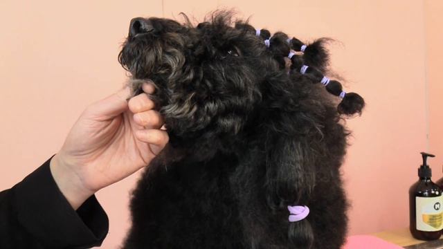 How to clip your poodles face смотреть онлайн