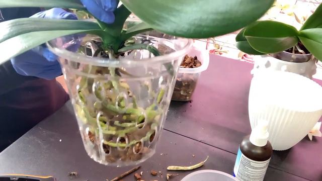 How to Repot Phalaenopsis Orchids || Care and Tips for Beginners Part two смотреть онлайн