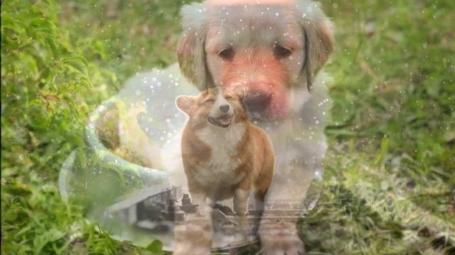 Squeaky Toy Sounds Dogs Love & React To|dog toy sound| смотреть онлайн
