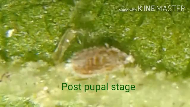 # Life stages of Mealy bug ll Vine mealybug ll Planococcus ficus l смотреть онлайн