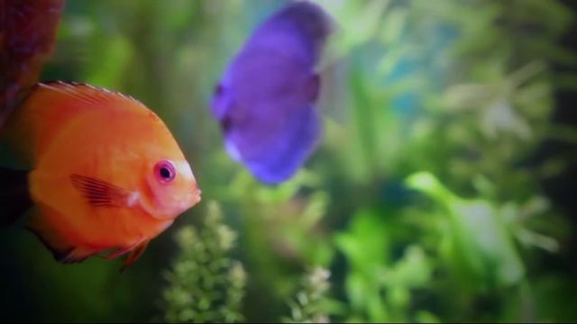 Put An Egg In Your Garden And See What Will Grow смотреть онлайн