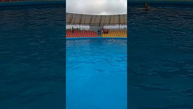 Купание с дельфинами 2018 смотреть онлайн