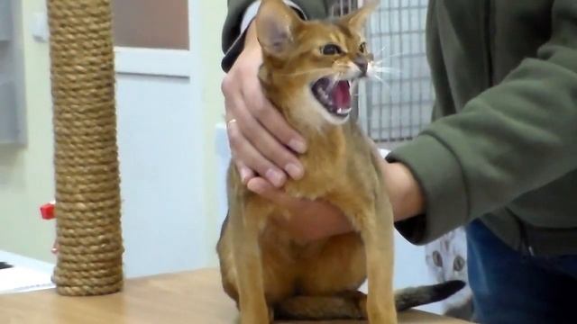Агрессивная и Испуганная Абиссинская кошка, Первый раз на Выставке, Породы Кошек смотреть онлайн