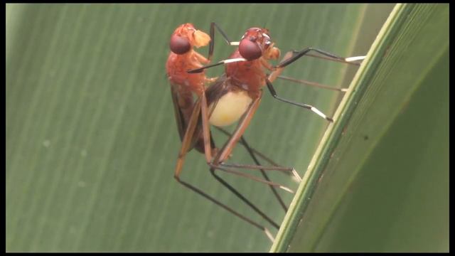 Sex on Stilts: How to Get It On with a Female Stilt-legged Fly смотреть онлайн