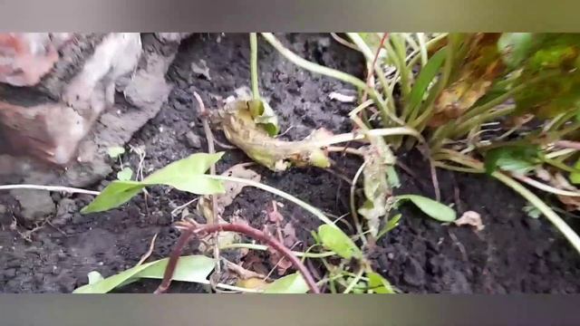 простой способ размножения ежевики смотреть онлайн