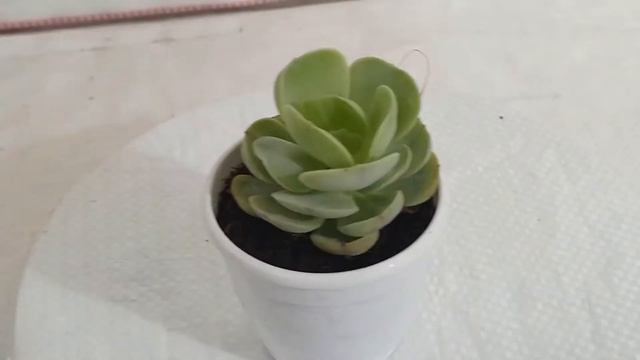 Succulent Plants SKU - Succul21, Echeveria Green Spoon Succulent Plant смотреть онлайн