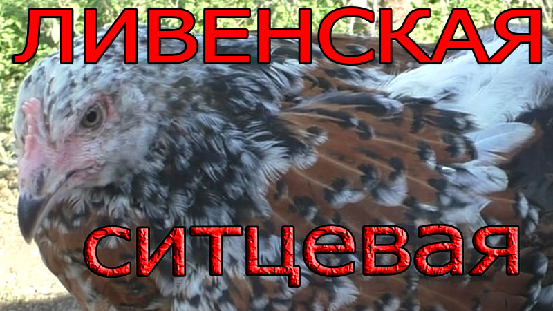 Ливенская ситцевая - есть такая порода кур. смотреть онлайн