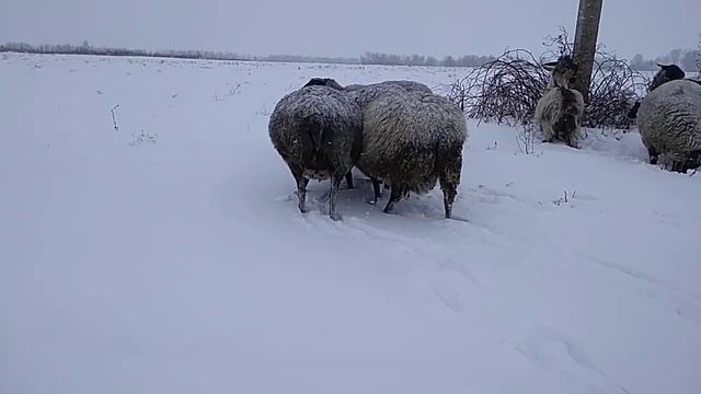 Романовским овцам мороз и снег нипочем. смотреть онлайн