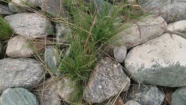 Алтай летом смотреть онлайн