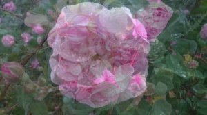 Почки. Нормализация функции почек - Музыка с частотами | Kidneys. Music with frequencies