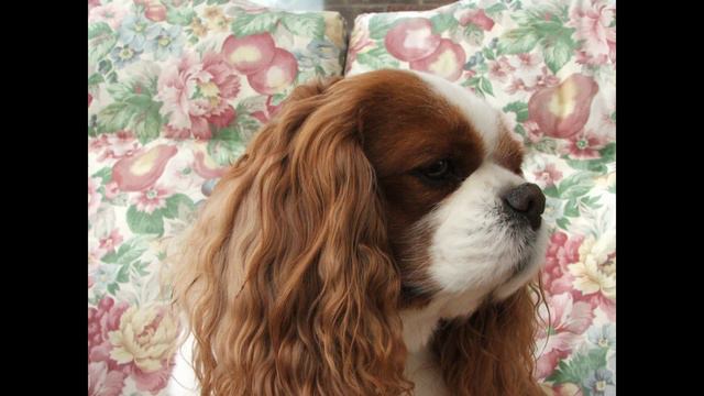 finlay - a tribute to a lost friend