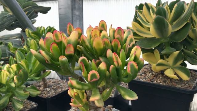 Яркие осенние краски древовидных Крассул Толстянок Crassula Jade смотреть онлайн