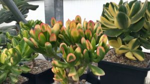 Яркие осенние краски древовидных Крассул Толстянок Crassula Jade
