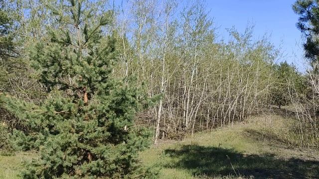 18 мая народный праздник День Арины Великомученицы. Народные приметы и традиции. Именинники дня. смотреть онлайн