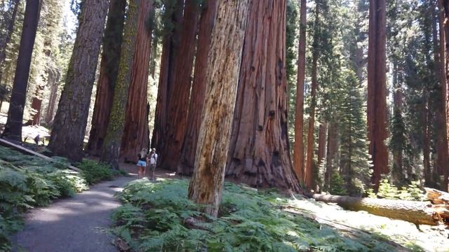 ДЕРЕВЬЯ - ГИГАНТЫ | Национальный Парк Секвоя смотреть онлайн
