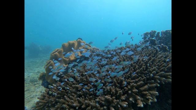 Panaitan Island West Java смотреть онлайн