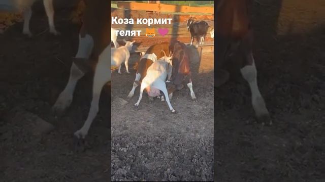 милое видео❤#farm #ферма #фермерскоехозяйство #farming #козы #телята #goat #calves #милота #cute смотреть онлайн