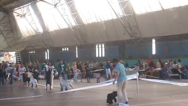 цвергшнауцер черный - кобель чемпион смотреть онлайн