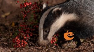 0+ Интересные факты о барсуках. Почемучка. Детская энциклопедия.