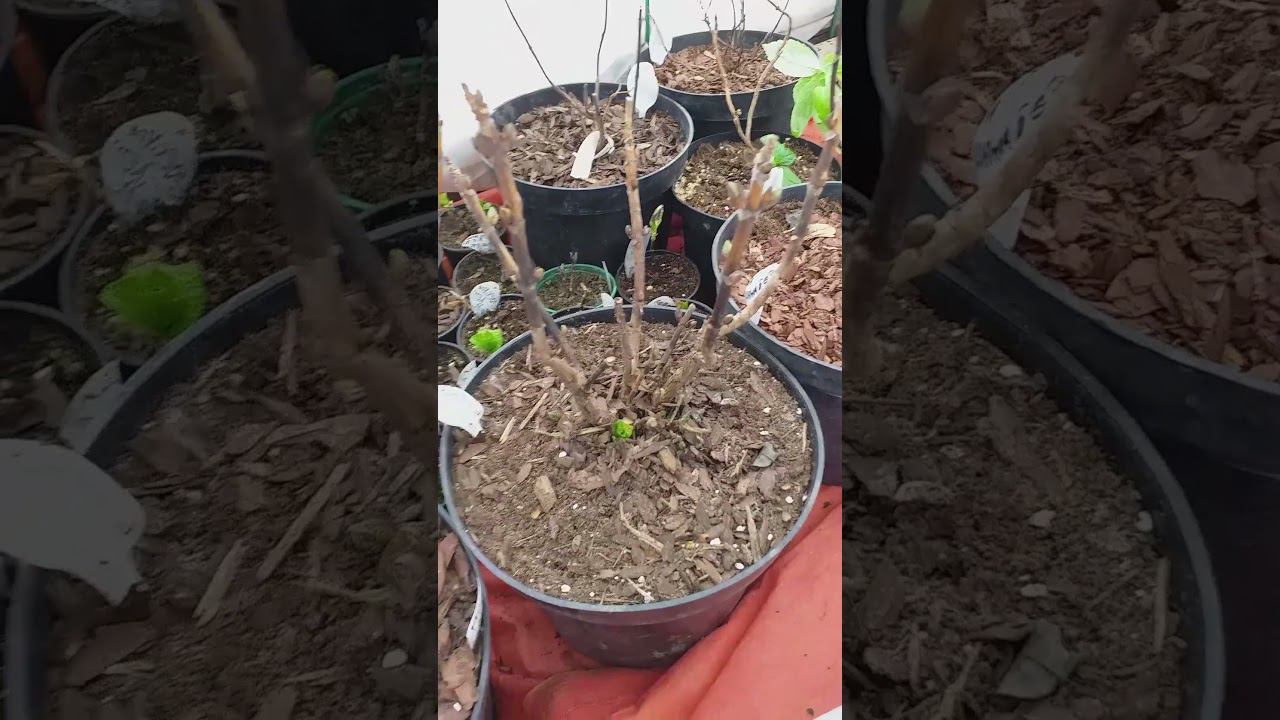 Крупнолистные гортензии в неотапливаемой теплице. Конец марта #саженцыгортензий смотреть онлайн