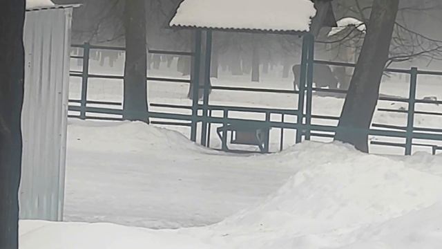 Приокско-Террасный государственный природный биосферный заповедник . В гости к зубрам. смотреть онлайн