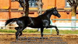 Русские породы лошадей