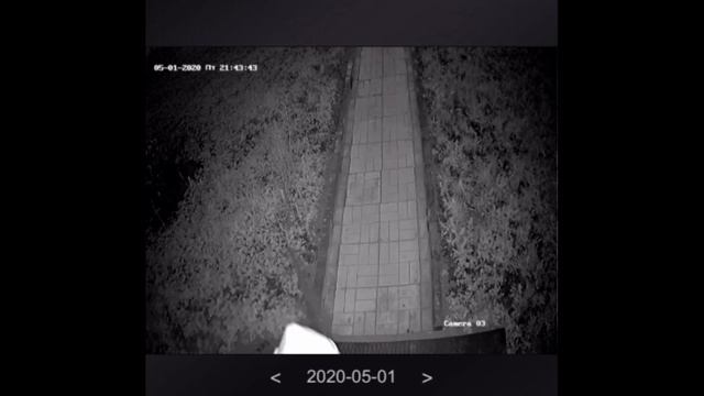 90-е вернулись? Дама с собачкой прилюдно и под веб-камерой украла коврик в Кингисеппе. KINGISEPP.RU