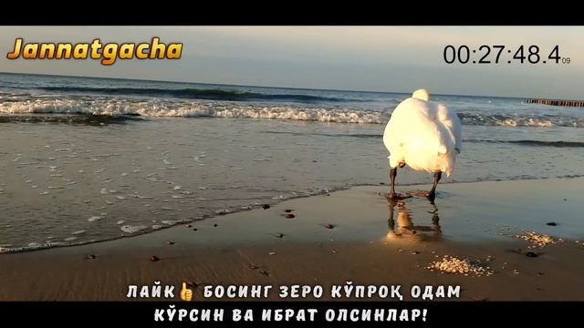 Зино қилишдан тўхтатувчи маьруза°Абдуллох домла°Abdulloh domla°Ilmnuri смотреть онлайн