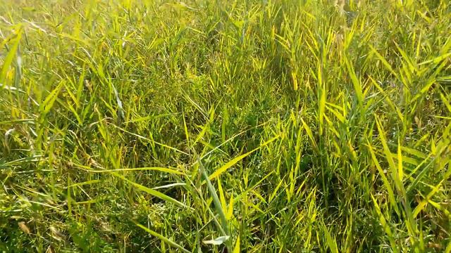 Перепел. Кубань. 2013 смотреть онлайн