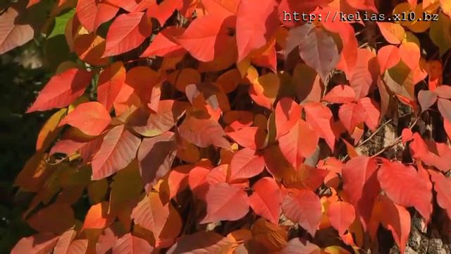 Духовные песн Христианская песня Ты Бог Всемогущий Творец чудес смотреть онлайн