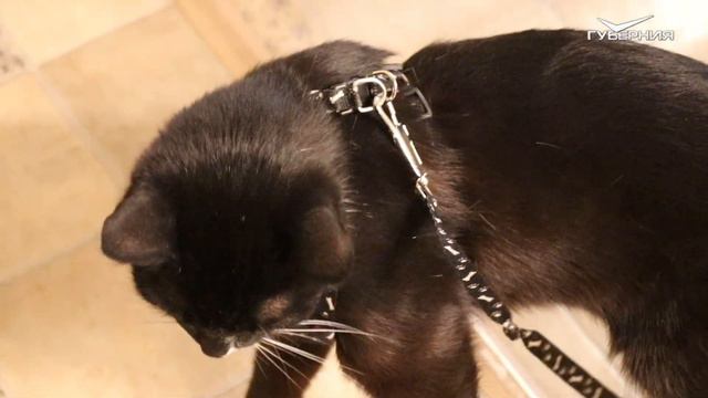 ОКАЗЫВАЕТСЯ КОШКУ НУЖНО ВЫГУЛИВАТЬ ИМЕННО ТАК! 🐾 смотреть онлайн
