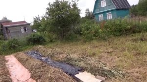 посадка картофеля под сено на целине-1