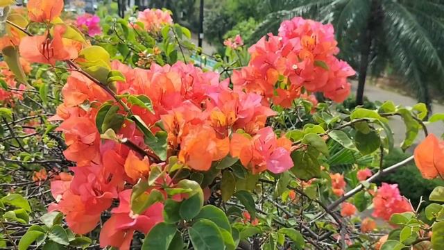 Movie Background, Scene 130: Orange Bougainvillea Flower. (Bunga Bougainville Orange). смотреть онлайн
