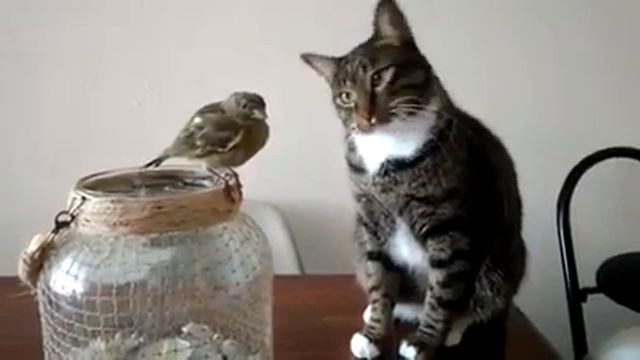 КОТ ЛАСКАЕТ ПТИЧКУ смотреть онлайн