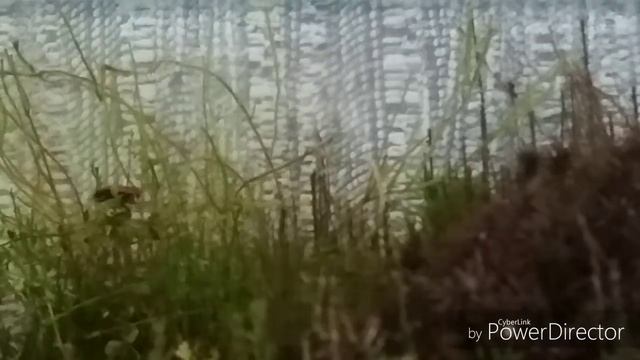 Жуки-СОЛДАТИКИ в Моём Терариуме 0_0 смотреть онлайн