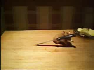 Мышь отжигает!Танец с саблями! смотреть онлайн