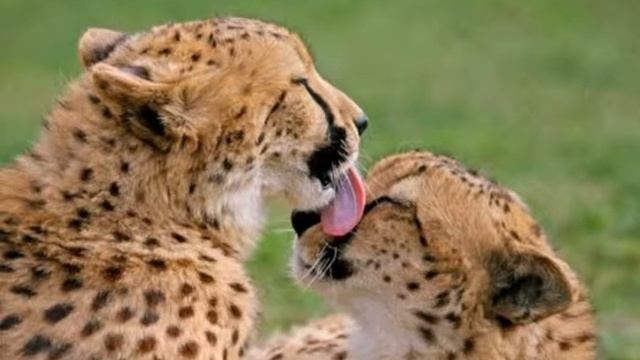 Поёт Николай Рублёв Il Mondo смотреть онлайн