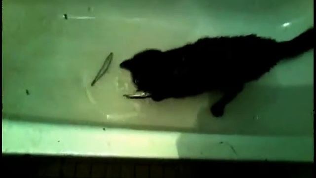 Коты ловят РыБу-у-у!!!! смотреть онлайн