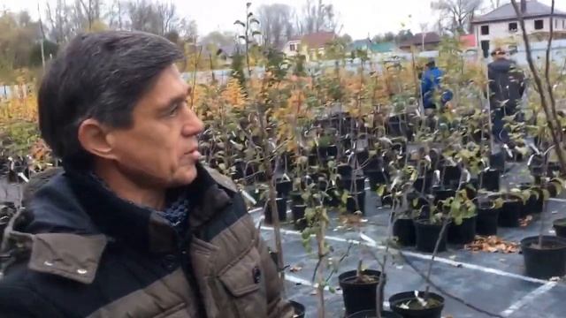 Плодовые Крупномеры смотреть онлайн