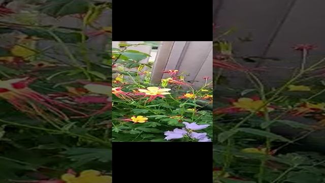 VID-20230527-WA0000.mp4 смотреть онлайн